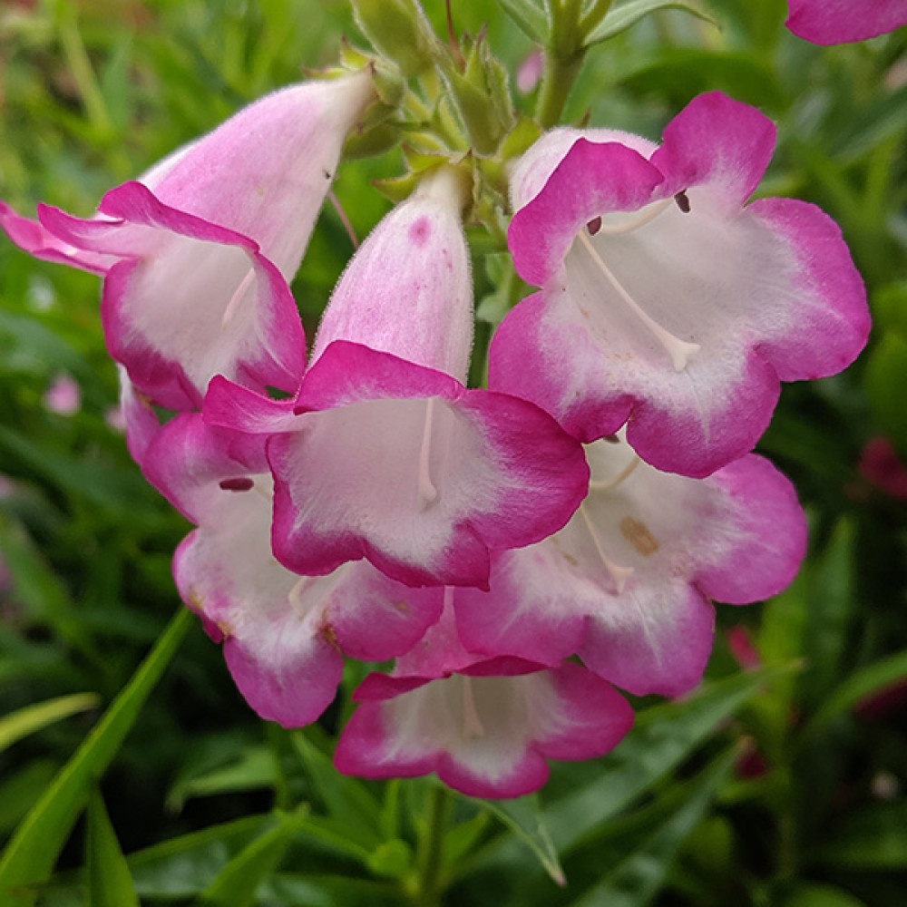 https://langthorns.com/image/cache/catalog/penstemon_pensham_laura1-1000x1000.jpg