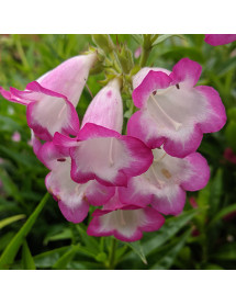 Penstemon Pensham Laura (1lt)