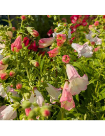 Penstemon Pheonix Apple Blossom (1lt) Penstemon Pheonix Apple Blossom (1lt)
