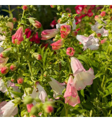 Penstemon Pheonix Apple Blossom (1lt) Penstemon Pheonix Apple Blossom (1lt)