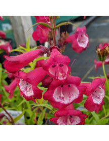 Penstemon Pheonix Magenta (1lt) Penstemon Pheonix Magenta (1lt)