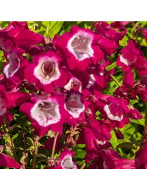 Penstemon Pheonix Magenta (1lt)
