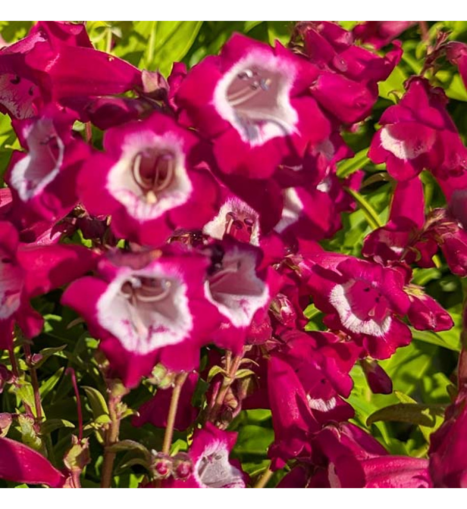 Penstemon Pheonix Magenta (1lt)