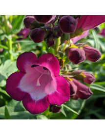 Penstemon Pheonix Violet (1lt)