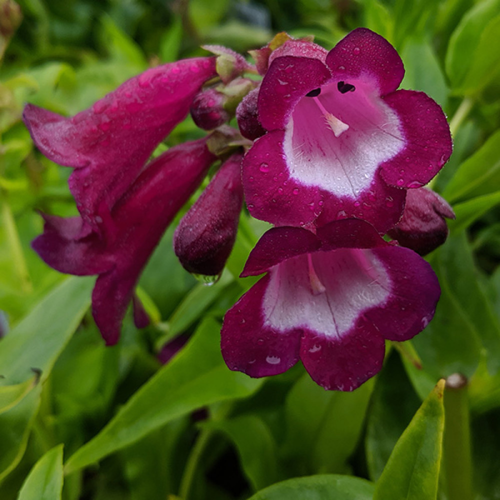 Penstemon Pheonix Violet (1lt)