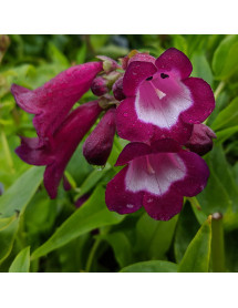 Penstemon Pheonix Violet (1lt)