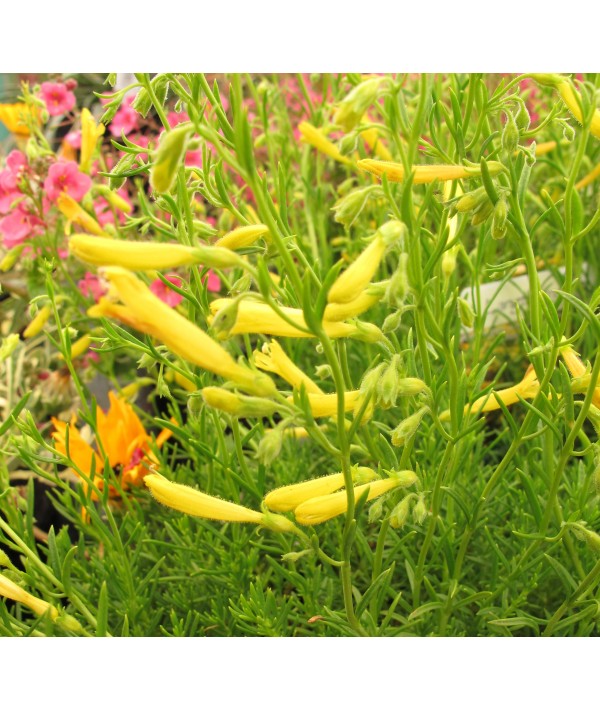 Penstemon pinifolius Mersea Yellow (1lt)