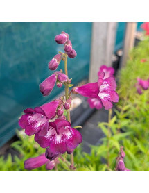 Penstemon Pensham Plum Jerkum (1lt) Penstemon Pensham Plum Jerkum (1lt)