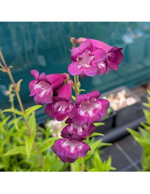 Penstemon Pensham Plum Jerkum (1lt)