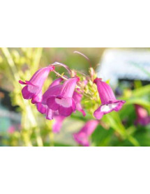 Penstemon Purple Passion (1lt)