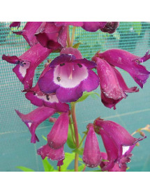 Penstemon Purple Passion (2lt)