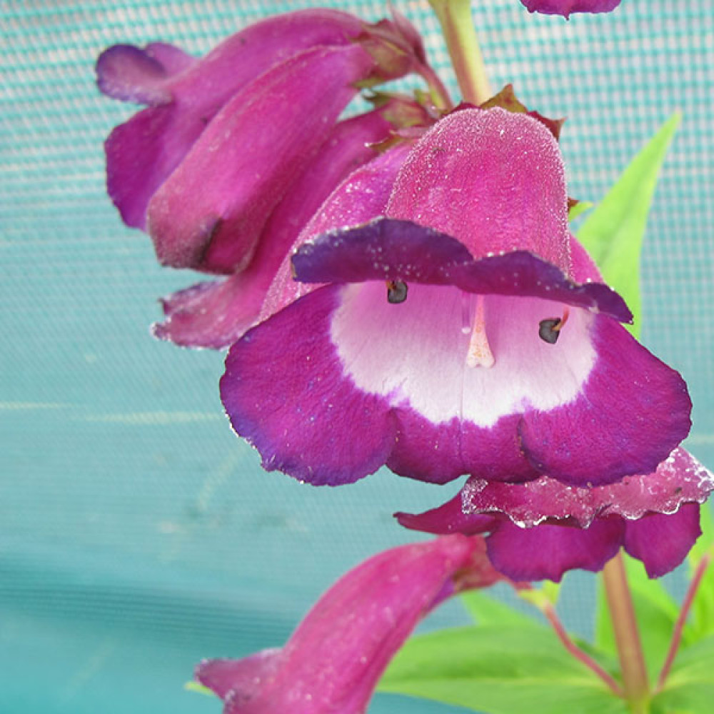 Penstemon Purple Passion (1lt)