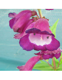 Penstemon Purple Passion (1lt)