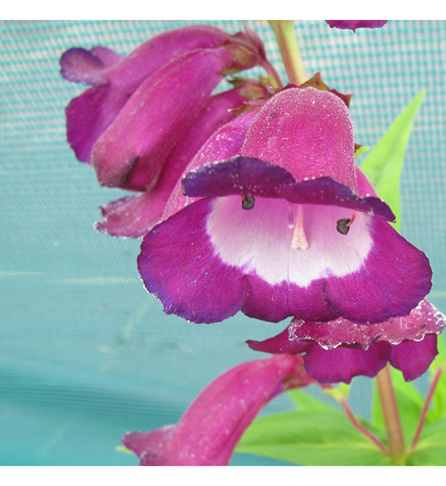 Penstemon Purple Passion (1lt)