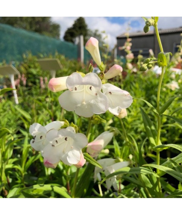 Penstemon Snow Storm (1lt) Penstemon Snow Storm (1lt)