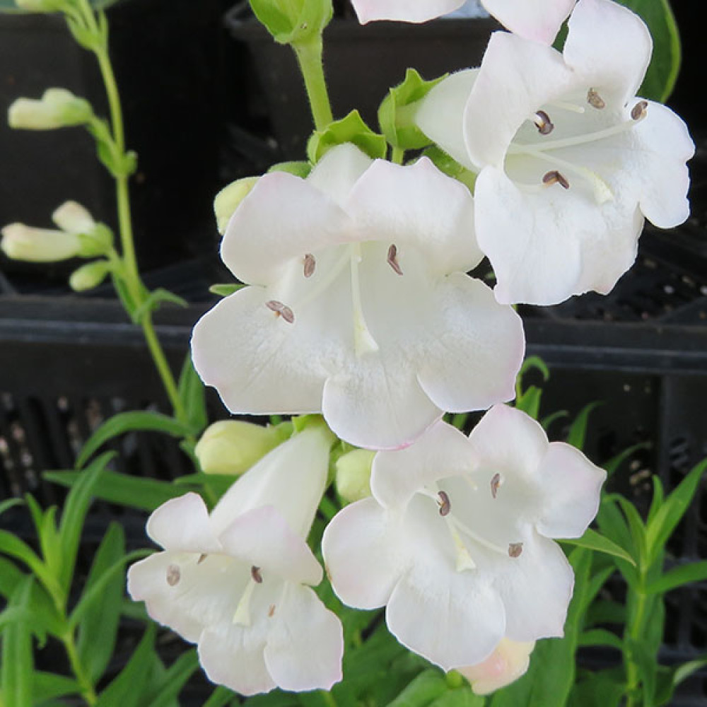 Penstemon White Bedder (1lt)