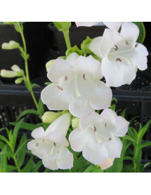 Penstemon White Bedder (1lt)