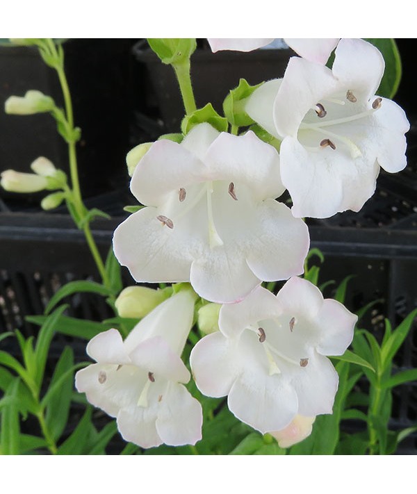 Penstemon White Bedder (1lt)