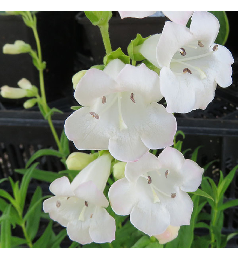 Penstemon White Bedder (1lt)
