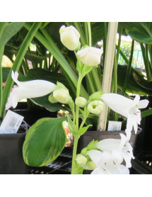 Penstemon White Bedder (1lt)