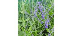 Perovskia Blue Spire (0.8lt)