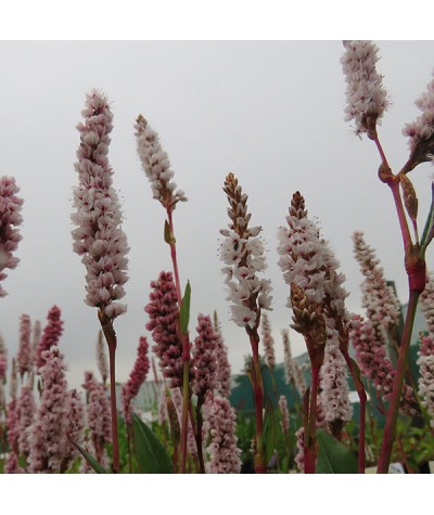 Persicaria affinis Darjeeling Red (1lt)