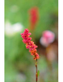 Persicaria affinis Superba (0.8lt)