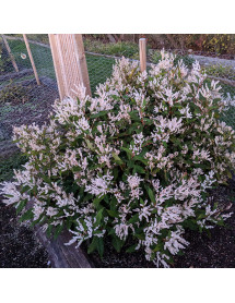 Persicaria wallichii (3lt)