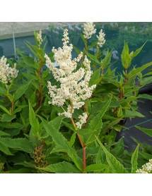 Persicaria wallichii (3lt)