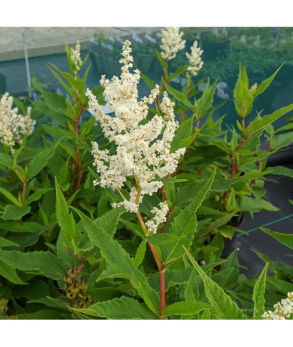 Persicaria alpina (syn. Polymorpha) (3lt)