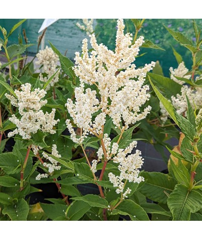 Persicaria alpina (syn. Polymorpha) (3lt)