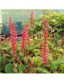Persicaria amplexicaulis Orange Field (3lt)