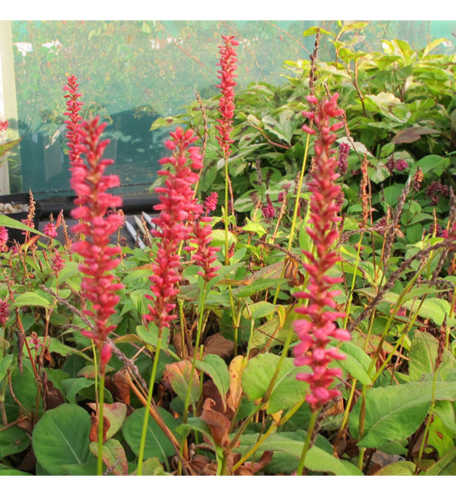 Persicaria amplexicaulis Orange Field (3lt)