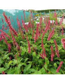 Persicaria amplexicaulis Orange Field (3lt)
