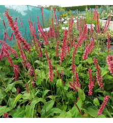 Persicaria amplexicaulis Orange Field (0.8lt) Persicaria amplexicaulis Orange Field (0.8lt)