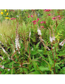 Persicaria amplexicaulis White Eastfield (3lt)