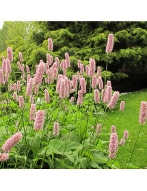 Persicaria bistorta Superba (1lt)