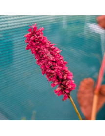 Persicaria amplexicaulis Fat Domino (Bistorta) (3lt) Persicaria amplexicaulis Fat Domino (Bistorta) (3lt)