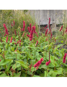 Persicaria amplexicaulis Fat Domino (Bistorta) (1lt) Persicaria amplexicaulis Fat Domino (Bistorta) (1lt)
