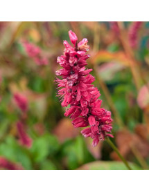 Persicaria amplexicaulis J S Calor (Bistorta) (3lt) Persicaria amplexicaulis J S Calor (Bistorta) (3lt)