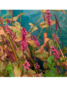 Persicaria amplexicaulis J S Calor (Bistorta) (3lt) Persicaria amplexicaulis J S Calor (Bistorta) (3lt)