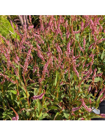 Persicaria amplexicaulis Pink Elephant (0.8lt) Persicaria amplexicaulis Pink Elephant (0.8lt)