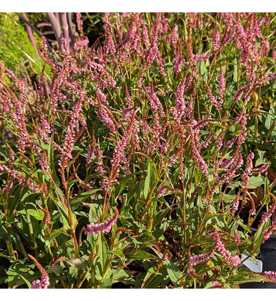 Persicaria amplexicaulis Pink Elephant (3lt)