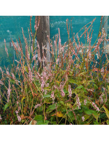 Persicaria amplexicaulis Pink Mist (Bistorta) (3lt) Persicaria amplexicaulis Pink Mist (Bistorta) (3lt)