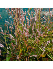 Persicaria amplexicaulis Pink Mist (Bistorta) (3lt) Persicaria amplexicaulis Pink Mist (Bistorta) (3lt)