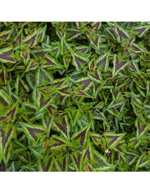 Persicaria runcinata Purple Fantasy (1.5lt) Persicaria runcinata Purple Fantasy (1.5lt)