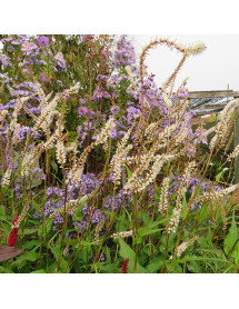 Persicaria amplexicaulis White Eastfield (3lt)