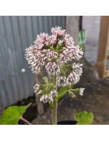 Petasites fragrans (1lt) Petasites fragrans (1lt)