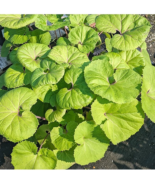 Petasites japonicus Giganteus (1.5lt)