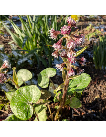 Petasites fragrans (1lt)